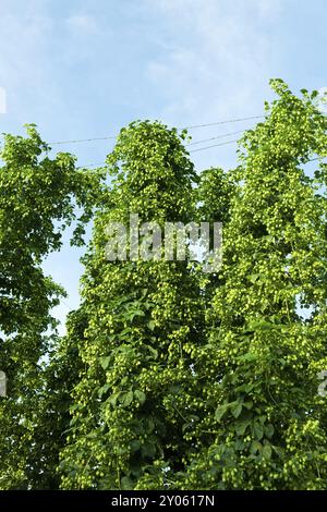 Dettaglio di un campo di salto nell'Hallertau Foto Stock