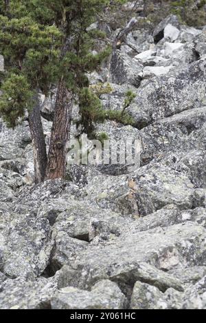 L'isolato si ferma in alto Adige nel Parco Nazionale dello Stelvio Foto Stock