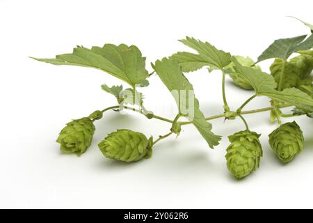 Dettaglio di frutta fresca di luppolo verde isolato su bianco Foto Stock