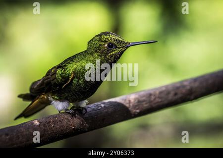 Un colibrì verde siede su un ramo. I colibrì sono in grado di muovere le loro ali molto velocemente Foto Stock