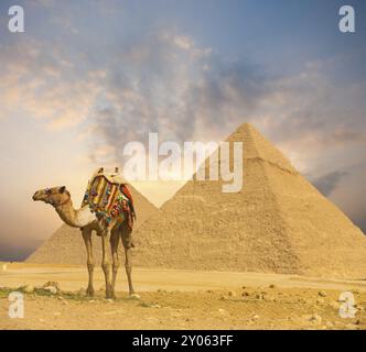 Ampio tramonto sul cielo dietro le piramidi egiziane Khafre e cammello colorato di sera a Giza, il Cairo, Egitto. Grandangolo orizzontale con p Foto Stock