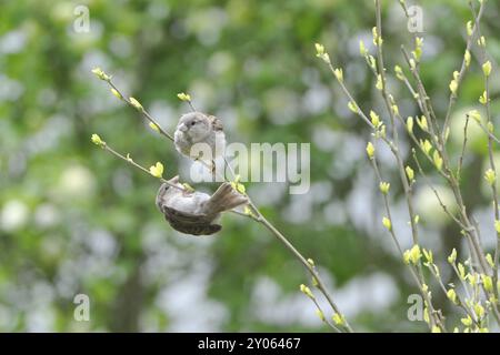 I passeri di casa giovani aspettano il cibo.i passeri giovani aspettano di nutrirsi su un tronco di albero Foto Stock