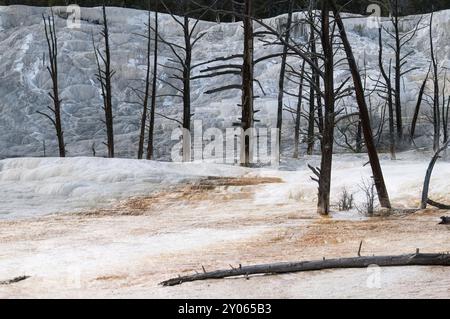 Alberi bruciati nelle terrazze calcaree delle Mammoth Hot Springs nel parco nazionale di Yellowstone Foto Stock