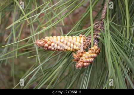 Albero di pino con il fiore fiori. Pinus sylvestris, infiorescenza maschile. Il polline Foto Stock