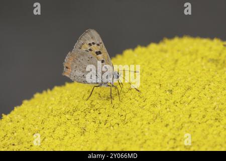 Un piccolo poliziotto su tansy Foto Stock