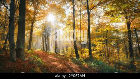 Splendida giornata d'autunno soleggiata in una foresta gialla panoramica. Il sole splende attraverso la nebbia di luce, illuminando un sentiero e il fogliame luminoso. Foto Stock