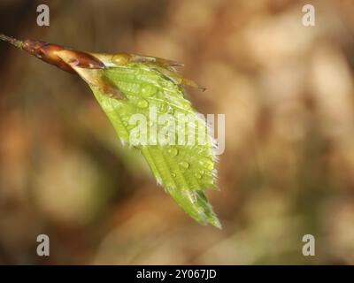 Un nuovo tiro su un faggio Foto Stock