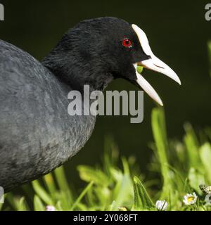 Un mucchio, noto anche come un mucchio, è un uccello d'acqua a cena Foto Stock