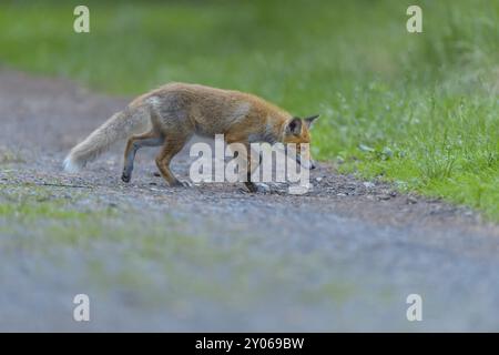 Volpe rossa (Vulpes vulpes), una volpe che corre lungo un sentiero forestale circondato dal verde della natura, estate, Assia, Germania, Europa Foto Stock