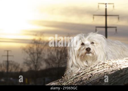 Bella luce nell'ora d'oro e un bel cane che giace ben educato su una balla di paglia Foto Stock