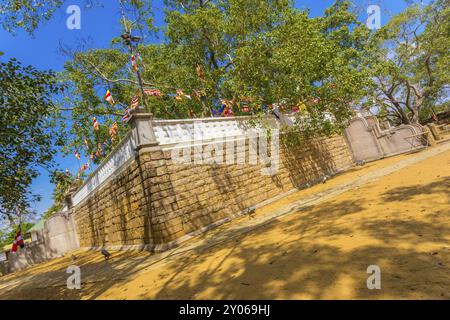 Angolo sud-ovest di Jaya Sri Maha Bodhi tree composto e sacro fico sopra all antica Anuradhapura capitol in Sri Lanka Foto Stock