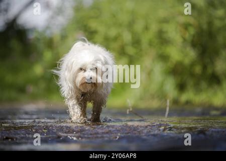 Un piccolo cane bianco corre attraverso un letto di ruscello verso il fotografo Foto Stock