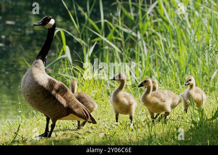 Canada Goose con pulcini Foto Stock