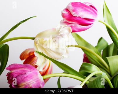 I freschi tulipani sbocciano in diversi colori in primavera Foto Stock