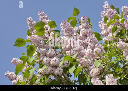 Lilla comune rosa fiorita (Syylan vulgaris), Germania, Europa Foto Stock