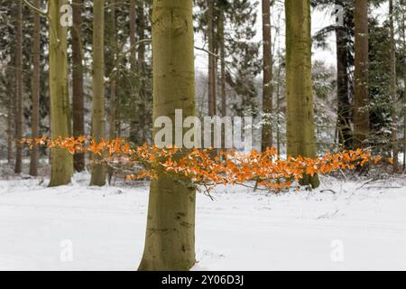 Albero in inverno con colorazione autunnale sulle foglie, Paesi Bassi, EuropeThree Foto Stock