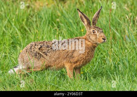 Lepre europea (Lepus europaeus) nell'erba, alta Austria, Austria, Europa Foto Stock