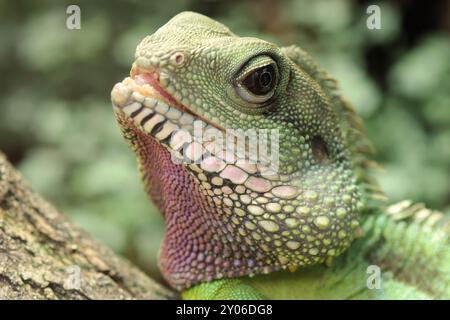 Drago verde acqua Foto Stock