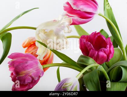 I freschi tulipani sbocciano in diversi colori in primavera Foto Stock