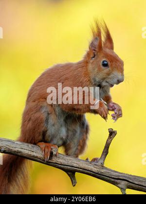 Lo scoiattolo mangia semi di girasole Foto Stock