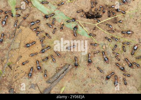 Termiti dei soldati di sicurezza con termiti dei lavoratori sul fondo della foresta a Saraburi in thailandia. DOF poco profondo Foto Stock