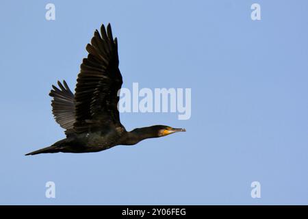 Cormorano volanti Foto Stock