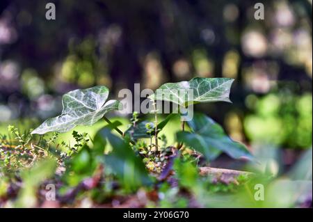 Nuovo scatto di ivy su un muro Foto Stock