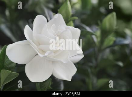 Gardenia Jasminoides, primo piano di fiori bianchi Foto Stock