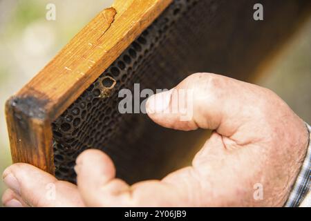 Le mani dell'apicoltore sullo sfondo di una cornice con favi vuoti da vicino Foto Stock