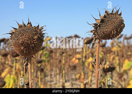 Due teste di girasole con semi nel campo agricolo autunnale. Girasoli maturi e secchi. Colture tecniche, agricole, oleaginose. Raccolta e foraggi per il bestiame. Foto Stock