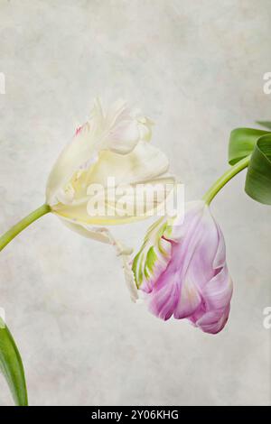 Due fiori di tulipani di colore diverso in bianco e rosa Foto Stock