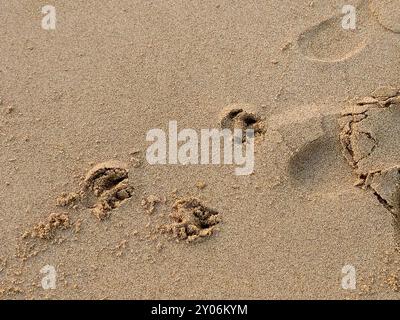 pedine sulla sabbia della spiaggia, le impressioni o le immagini lasciate dagli animali con zampe che camminano, sono come impronte per gli esseri umani, ma pewpr Foto Stock