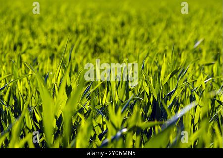 Campo di grano in primavera nella luce del mattino Foto Stock