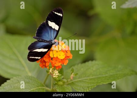 Farfalla della passione di Sara Foto Stock