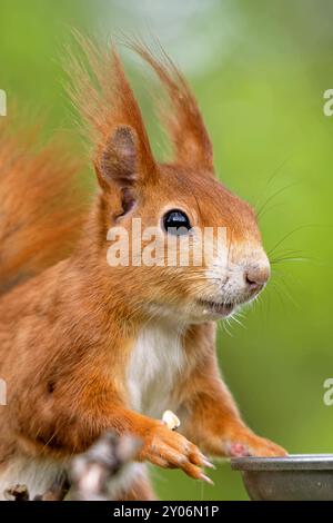 Lo scoiattolo mangia alimenti per uccelli Foto Stock