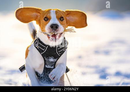 Il cane Beagle corre e gioca nel campo invernale in una giornata di sole gelata. Sfondo canino Foto Stock