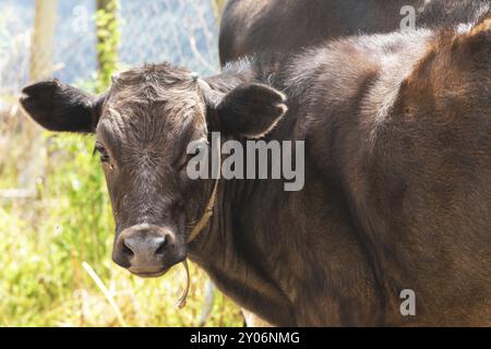 Giovane vitello da vicino nel Caucaso. Il concetto di giovane agricoltura Foto Stock