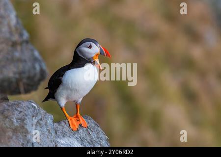 Puffin (Fratercula arctica), si erge sul rock, Calling, Norvegia, Europa Foto Stock