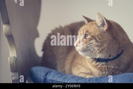 Rosso tabby cat è disteso e godendo a casa Foto Stock