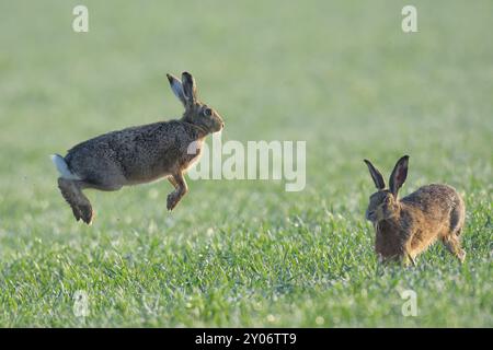 Due lepri europee (Lepus europaeus) sul campo, stagione di accoppiamento, alta Austria, Austria, Europa Foto Stock