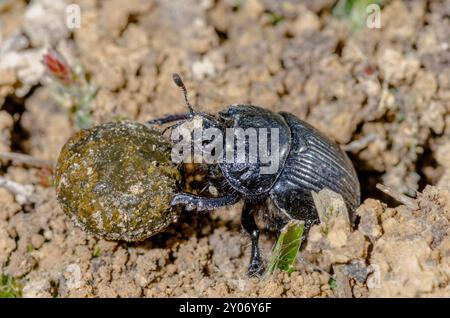 Scarabeo minotauro femminile (Typhaeus typhoeus) che rotola letame di coniglio in tana. Geotrupidae. Sussex, Regno Unito Foto Stock