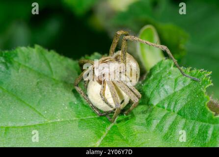 Ragno vivaio femminile (Pisaura mirabilis) che trasporta uova in chelicerae. Sussex, Regno Unito Foto Stock