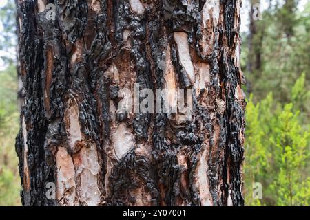 Corteccia di pino carbonizzata nel paesaggio vulcanico vicino all'Ermita de San Francisco di la Montaneta, Garachico, Tenerife, Spagna Foto Stock