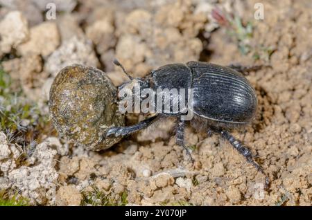 Letame minotauro femminile (Typhaeus typhoeus) che rotola letame di coniglio. Geotrupidae. Sussex, Regno Unito Foto Stock