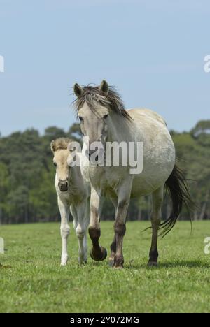 Duelmen mare scorre fianco a fianco attraverso il selvaggio Merfelder Bruch, Duelmen, Renania settentrionale-Vestfalia, Germania, Europa Foto Stock