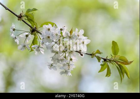 Il ramo di un albero ciliegio con fiori Foto Stock