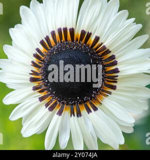 White Zinnia (Zinnia elegans), vista dall'alto, Germania, Europa Foto Stock