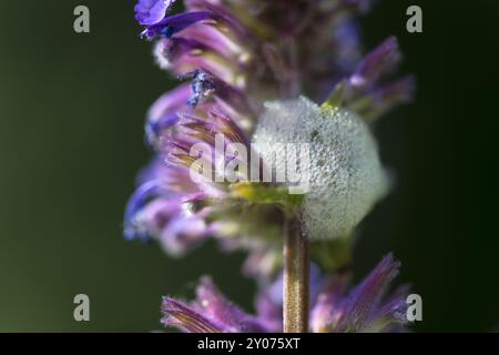 Cocoon di spittlebugs (Aphrophoridae) nella menta del limone Foto Stock