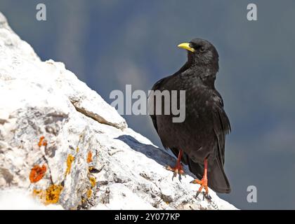 Su terreni ripidi Foto Stock