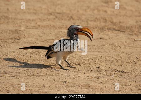 Un Hornbill con fattura gialla (Tockus leucomelas) seduto a terra, un Hornbill con fattura gialla meridionale seduto a terra Foto Stock